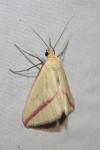 Rhodometra sacraria