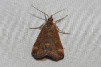 Pyrausta despicata