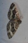 Epirrhoe alternata