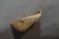 Rivula sericealis