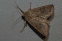 Hoplodrina ambigua