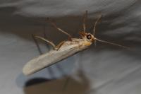 Eilema caniola
