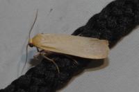 Katha depressa