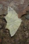 Ourapteryx sambucaria