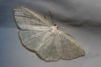 Cabera exanthemata