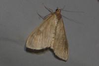 Ostrinia nubilalis/scapulalis