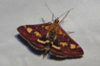 Pyrausta purpuralis