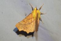 Ennomos alniaria