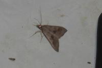 Mecyna asinalis
