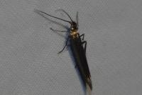 Coleophora trifolii
