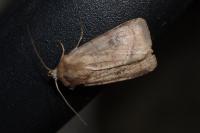 Diarsia rubi