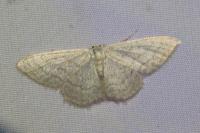 Idaea subsericeata