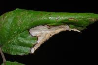 Coptotriche marginea