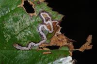 Stigmella aurella