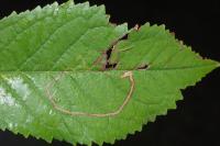 Lyonetia clerkella