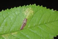 Phyllonorycter cerasicolella