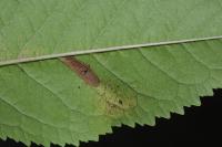 Phyllonorycter cerasicolella
