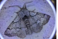 Trichiura crataegi