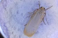 Katha depressa