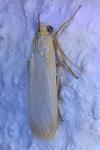 Katha depressa