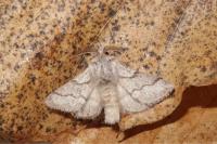 Trichiura crataegi