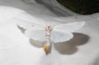 Sphrageidus similis