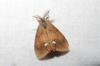 Orgyia antiqua