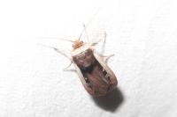Ochropleura leucogaster