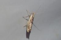 Ypsolopha scabrella