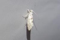 Niphonympha dealbatella