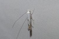 Lyonetia prunifoliella