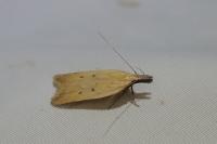 Dichomeris limosella