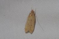 Helcystogramma lutatella