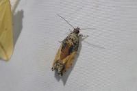 Epinotia nisella