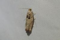 Gypsonoma imparana