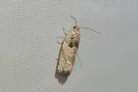 Gypsonoma imparana