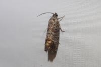 Cydia pomonella