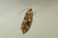Lobesia botrana