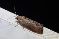 Galleria mellonella