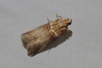 Acrobasis tumidana