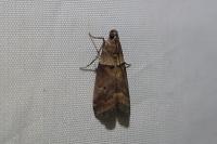 Acrobasis consociella