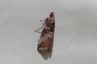 Acrobasis advenella