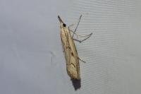 Agriphila geniculea