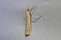 Ancylolomia tentaculella