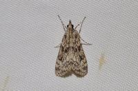 Eudonia