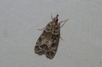 Eudonia mercurella