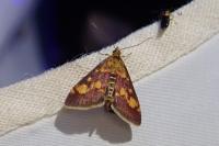 Pyrausta aurata