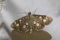 Anania coronata