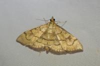 Anania verbascalis