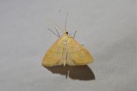 Anania crocealis